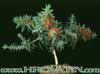 Callistemon splendens-Metličnik