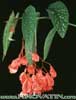 Begonia coccinea-Begonija Tamaja