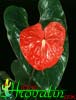 Anthurium andreanum-Flamingovec