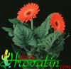 Gerbera sp.-Gerbera, Jamesonova gerbera