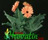 Gerbera sp. - Gerbera, Jamesonova gerbera