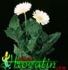 Gerbera sp. - Gerbera, Jamesonova gerbera