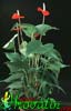 Anthurium andreanum Lenny-Veliki flamingovec