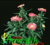 Aster dumosus -Astra  
