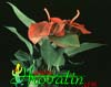 Anthurium scherzerianum-Mali flamingovec