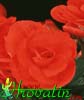 Begonia elatior - hybrid-begonija hibrid