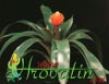 Guzmania conifera-Storžasta guzmanija