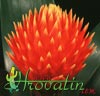Guzmania conifera - Storžasta guzmanija