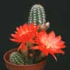 Chamaecereus silvestrii hybrid-Hibridni silvestrov pritlikavec