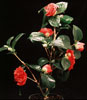 Camellia hybrid-Kamelija