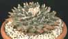 Ariocarpus elongatus-Dolgolisti ariokarpus