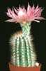 Echinocereus reichenbachii v. baileyi-Bailejev stebričasti pajkovec