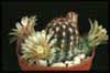 Echinocereus viridiflorus v. davisii-Davisijev zelenocvetni pajkovec
