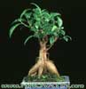 Ficus retusa-Fikus