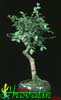 Ulmus parvifolia - Zelkova- 