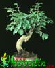 Ligustrum- 