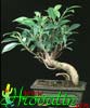 Ficus microcarpa 'Kimmen'-