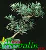 Podocarpus- 