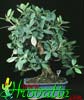 Ficus nitida- 