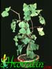 Ginkgo biloba -Ginko, Srebrna marelica, Fosilno drevo