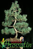 Pinus nigra-Črni bor