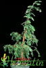 Metasequoia glyptostroboides-Metasekvoja