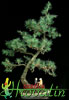 Larix decidua -Macesen