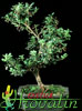 Ilex crenata - 