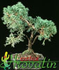 Cupressus-Cipresa