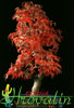 Acer palmatum shishigashira-Pahljačasti javor