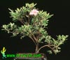 Azalea  -Sleč