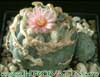 Lophophora williamsii - Omamni kaktus - pejotl