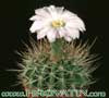 Acanthocalycium spiniflorum-Bodičasti akantokalicijum