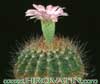 Acanthocalycium violaceum-Vijoličasti akantokalicij