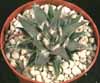 Ariocarpus trigonus-Trirobi ariocarpus