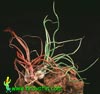 Tillandsia bulbosa - Čebulasta tilancija