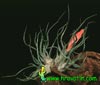 Tillandsia bulbosa - Čebulasta tilancija