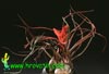 Tillandsia bulbosa - Čebulasta tilancija