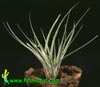 Tillandsia fasciculata-