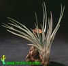 Tillandsia fasciculata - 