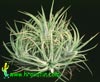 Tillandsia ionantha-Rozetasta tilancija