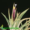 Tillandsia ionantha - Rozetasta tilancija
