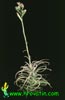 Tillandsia latifolia-Širokolistna tilancija