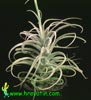 Tillandsia latifolia - Širokolistna tilancija