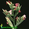 Tillandsia latifolia - Širokolistna tilancija