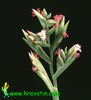 Tillandsia latifolia - Širokolistna tilancija