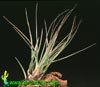Tillandsia tricolor v. melanocrater-