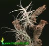 Tillandsia paleacea-