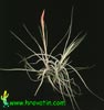 Tillandsia schiedeana - 