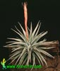 Vriesea espinosae-Srebrna vriezeja